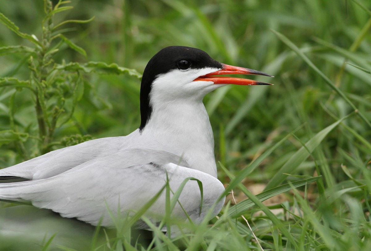 Common Tern - Andy Eckerson