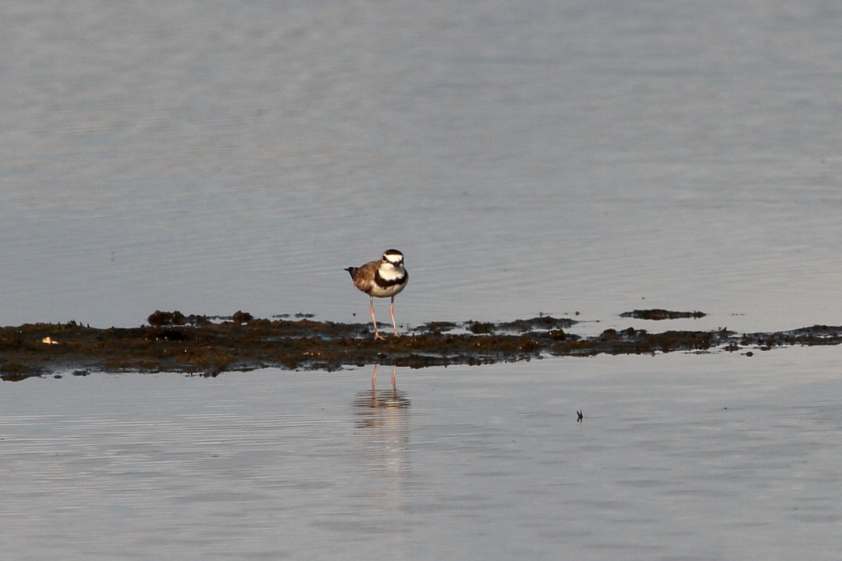 Collared Plover - ML162889341