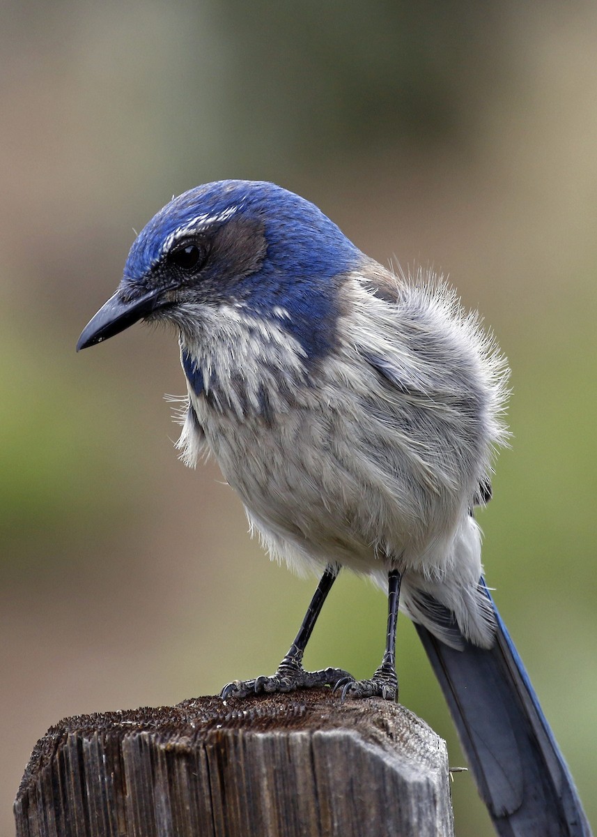 カリフォルニアカケス ウッドハウスカケス Ebird