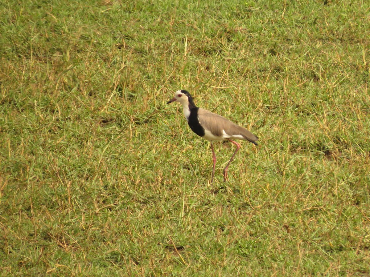Long-toed Lapwing - Christian Cholette