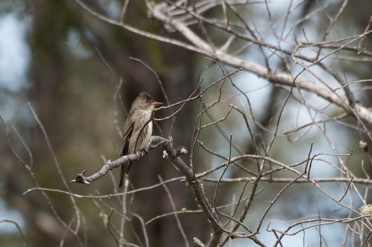 Olive-sided Flycatcher - Annie Lavoie