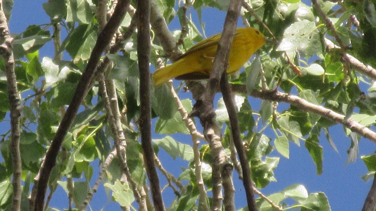 Yellow Warbler - ML162895231