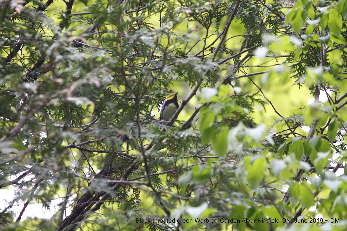Black-throated Green Warbler - ML162895381