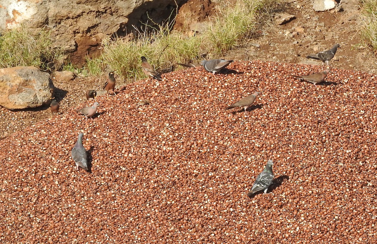 Rock Pigeon (Feral Pigeon) - ML162895991