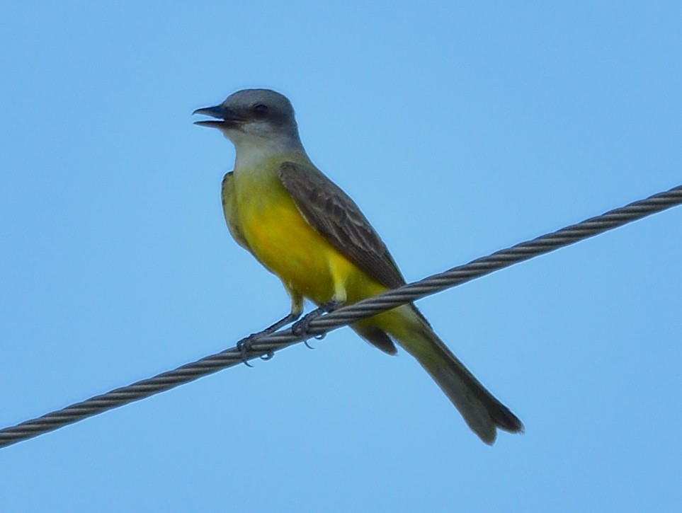 Couch's Kingbird - Ad Konings