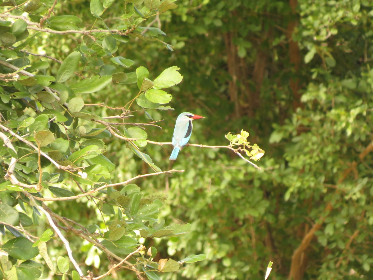 Woodland Kingfisher - Christian Cholette