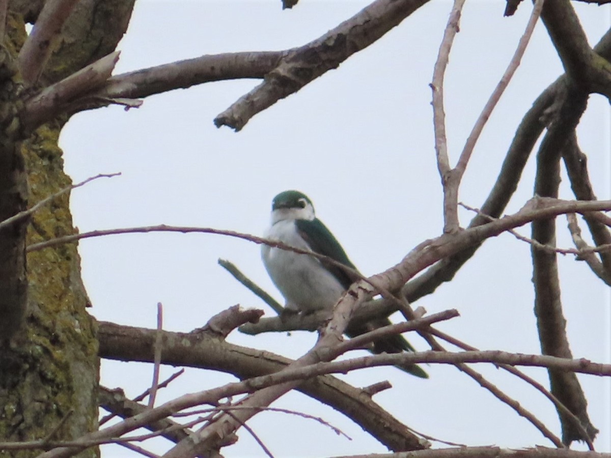 Violet-green Swallow - ML162901651