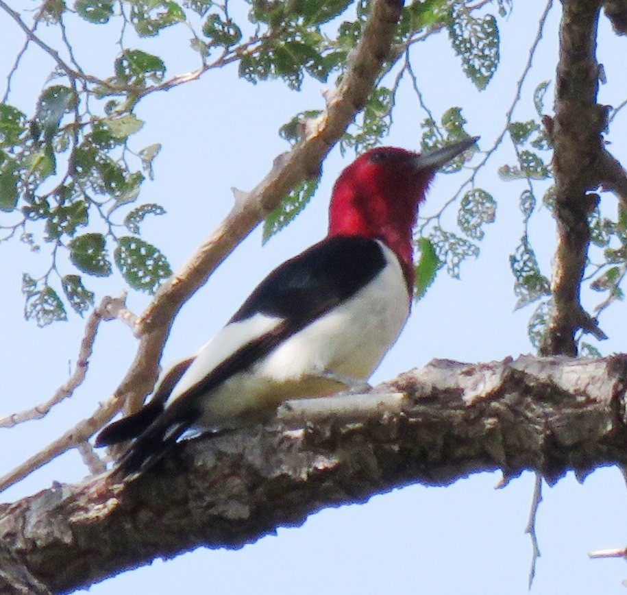 Red-headed Woodpecker - Sandra Blair