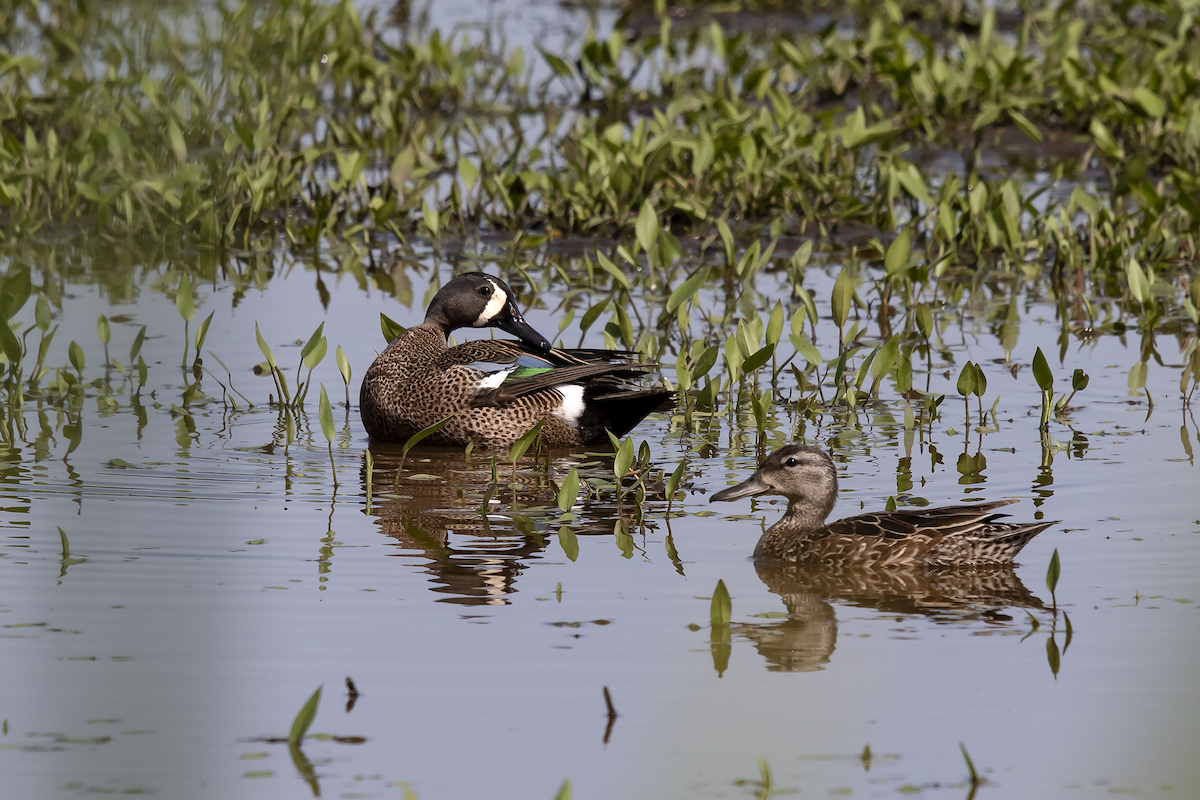 Blue-winged Teal - ML162903571