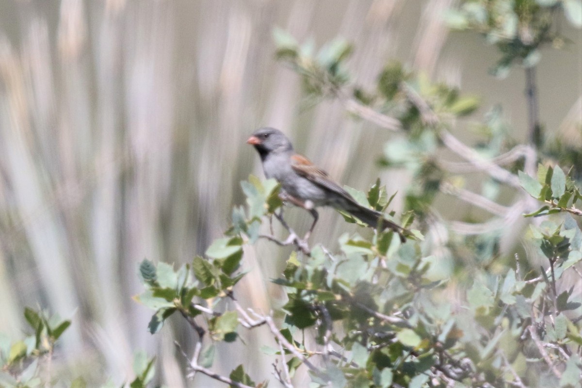 Black-chinned Sparrow - ML162905501