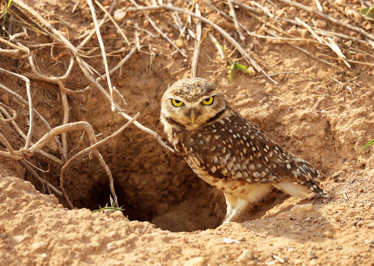 Burrowing Owl - Ly Lan Le Do