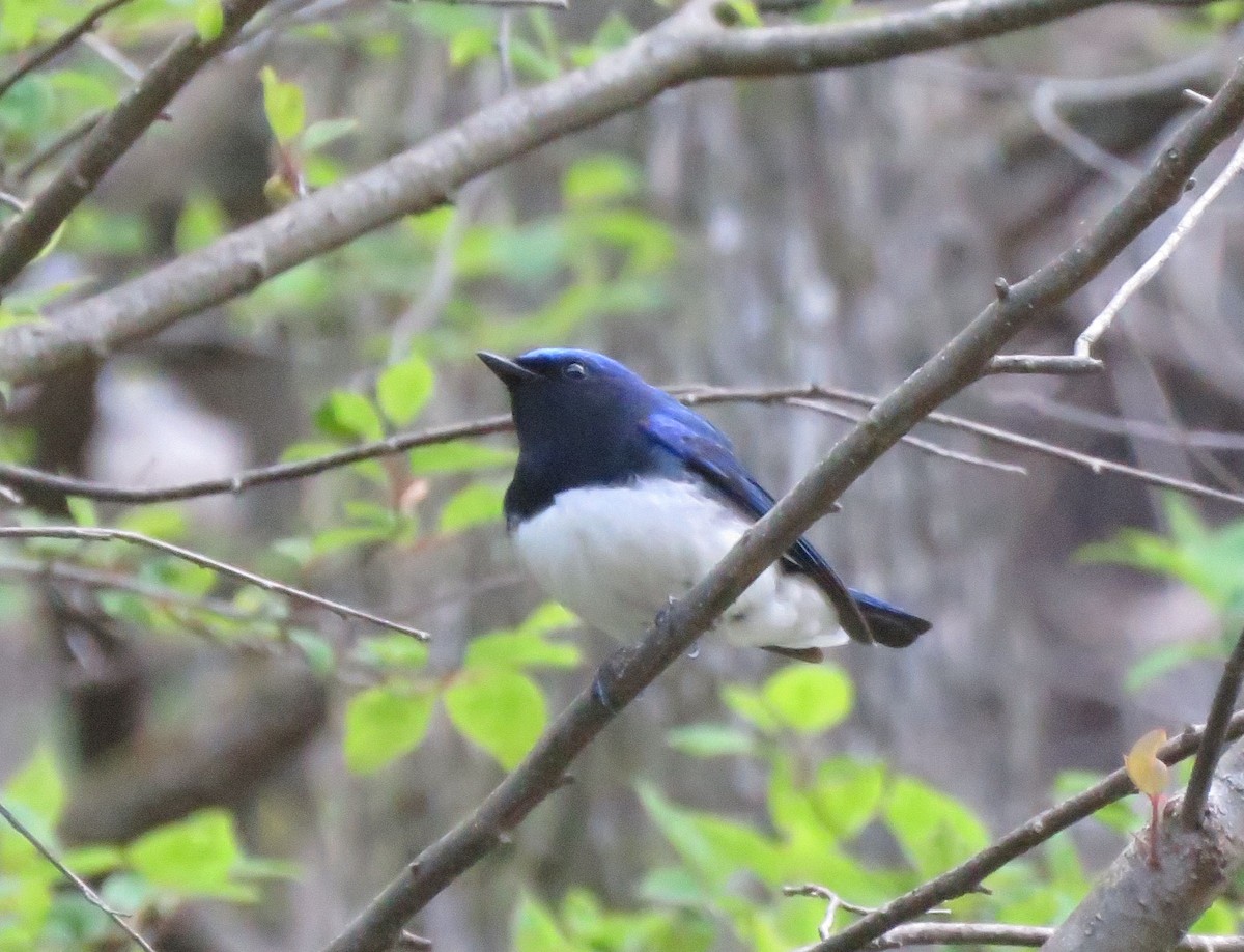 Blue-and-white Flycatcher - Karen Halliday