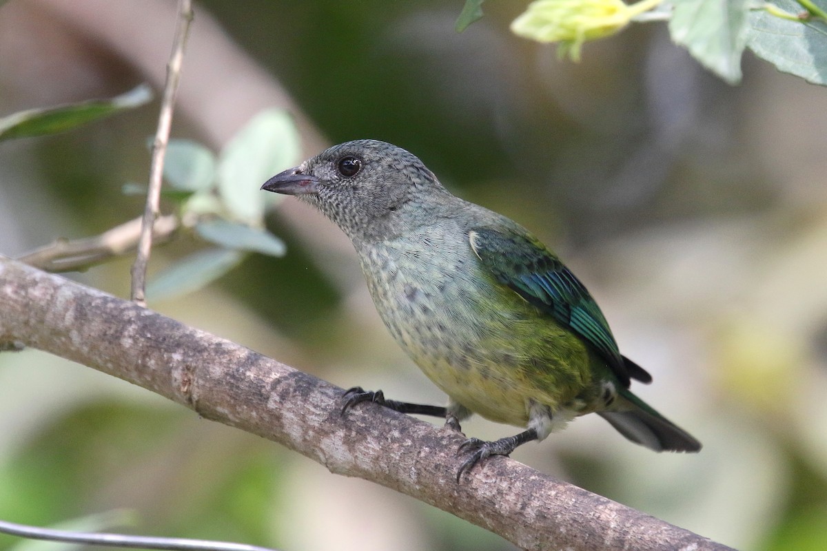 Black-headed Tanager - ML162913151