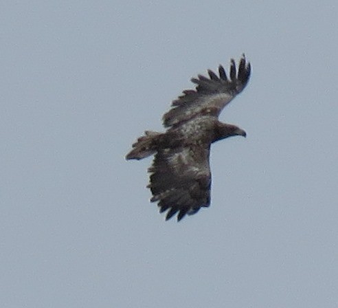 White-tailed Eagle - ML162915511