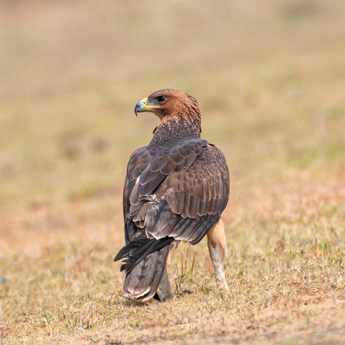Bonelli's Eagle - Srinivas Mallela