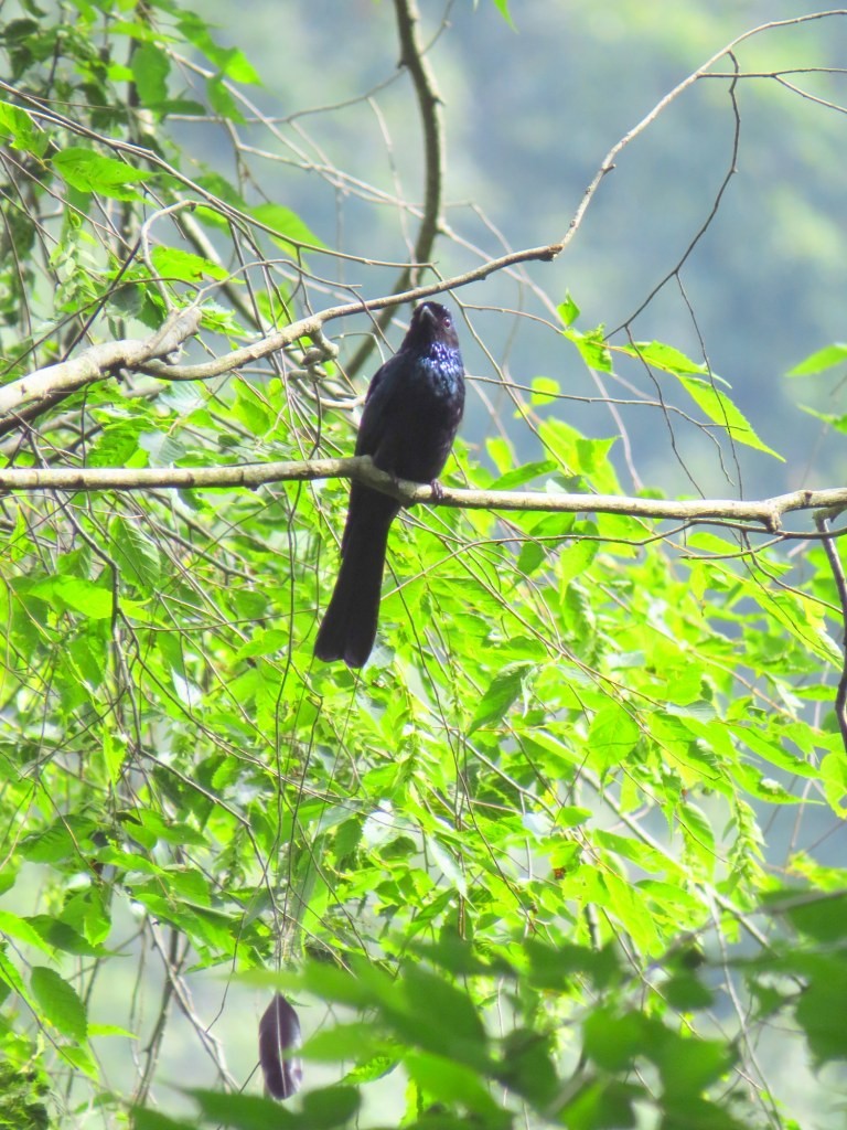 Lesser Racket-tailed Drongo - ML162917551