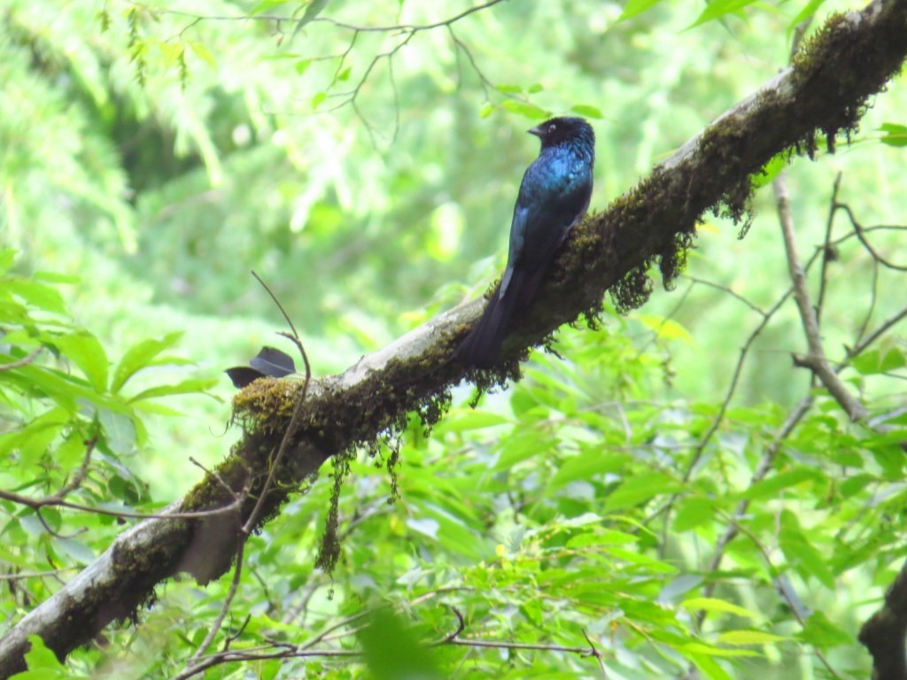 Lesser Racket-tailed Drongo - ML162917561