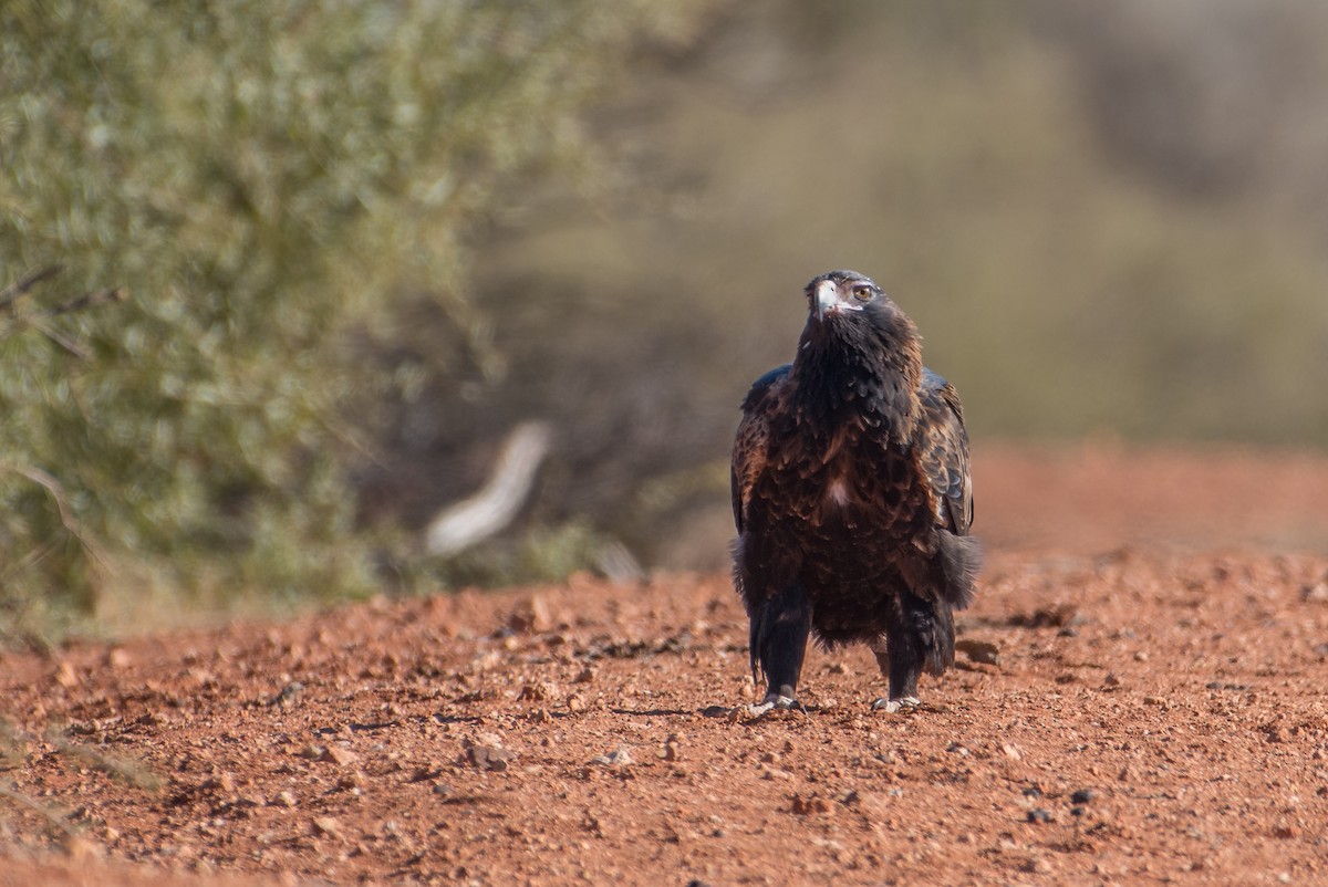 Wedge-tailed Eagle - Bill Bacon