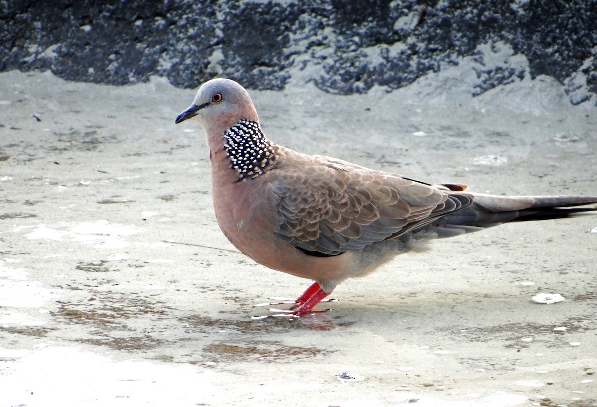 Spotted Dove - Gret Foust