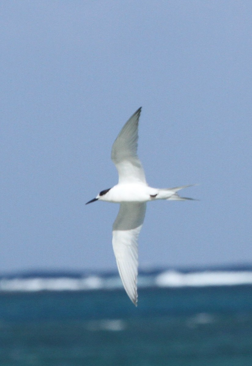 White-fronted Tern - Peter Carr