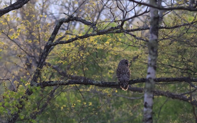 Bird in its habitat; Tochigi, Japan. - Ural Owl - 