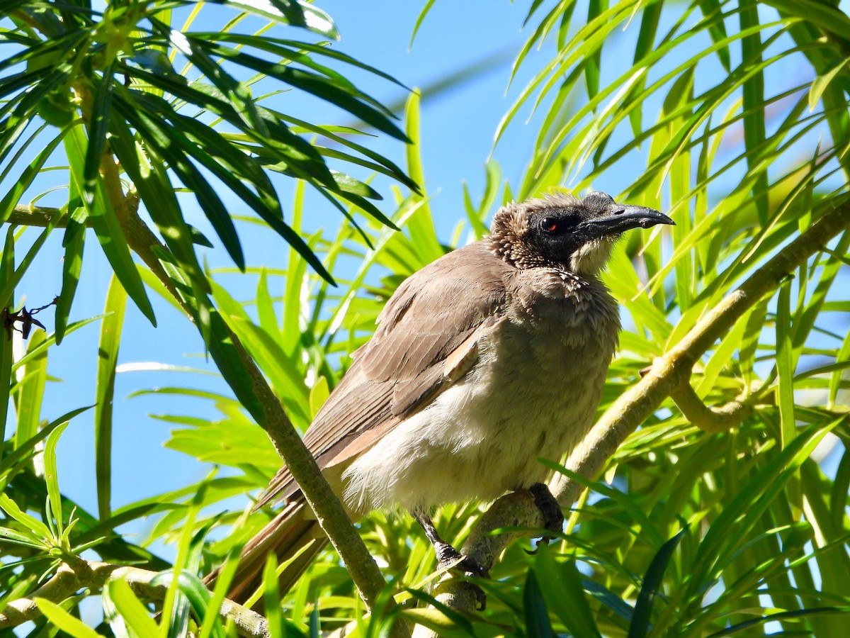 Silver-crowned Friarbird - ML162922561