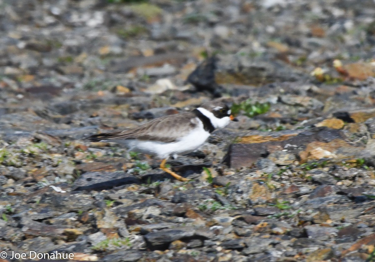 Semipalmated Plover - ML162927451