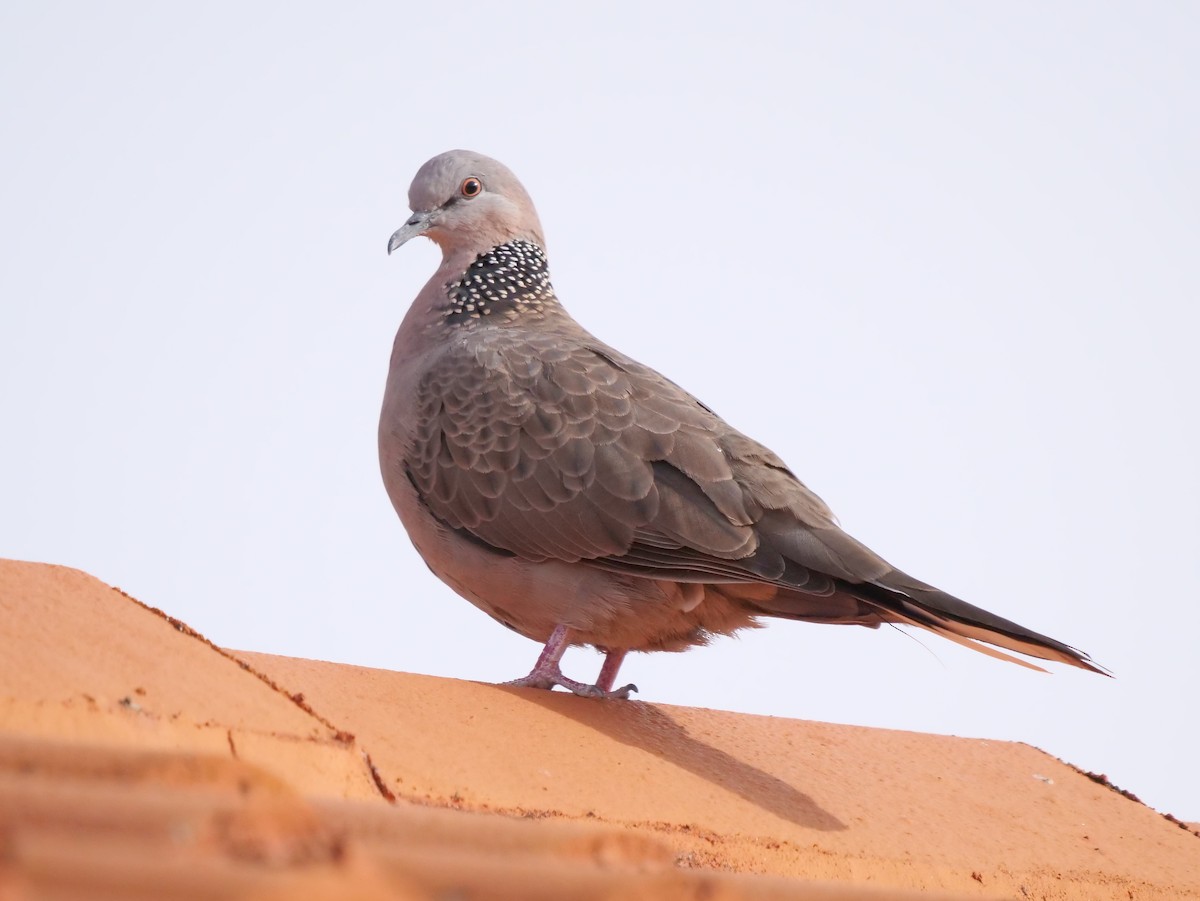 Spotted Dove - ML162928221