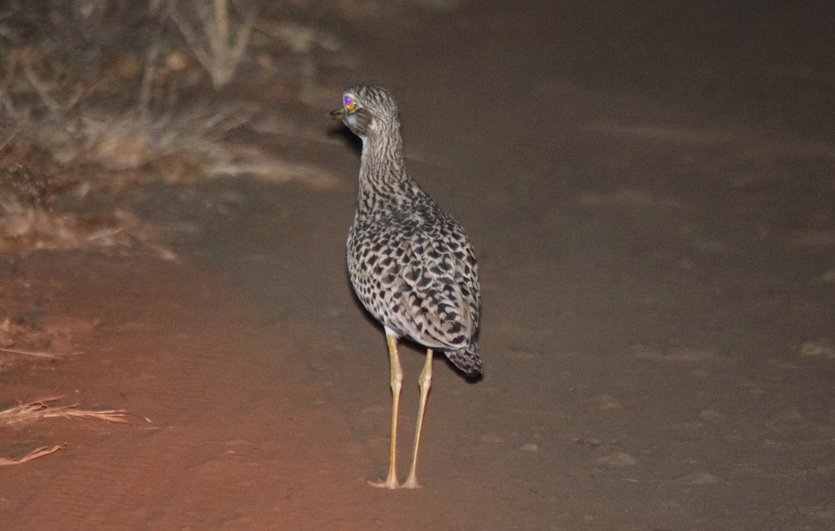 Spotted Thick-knee - ML162928231