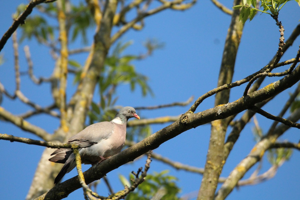 Common Wood-Pigeon - Roman Burkardt