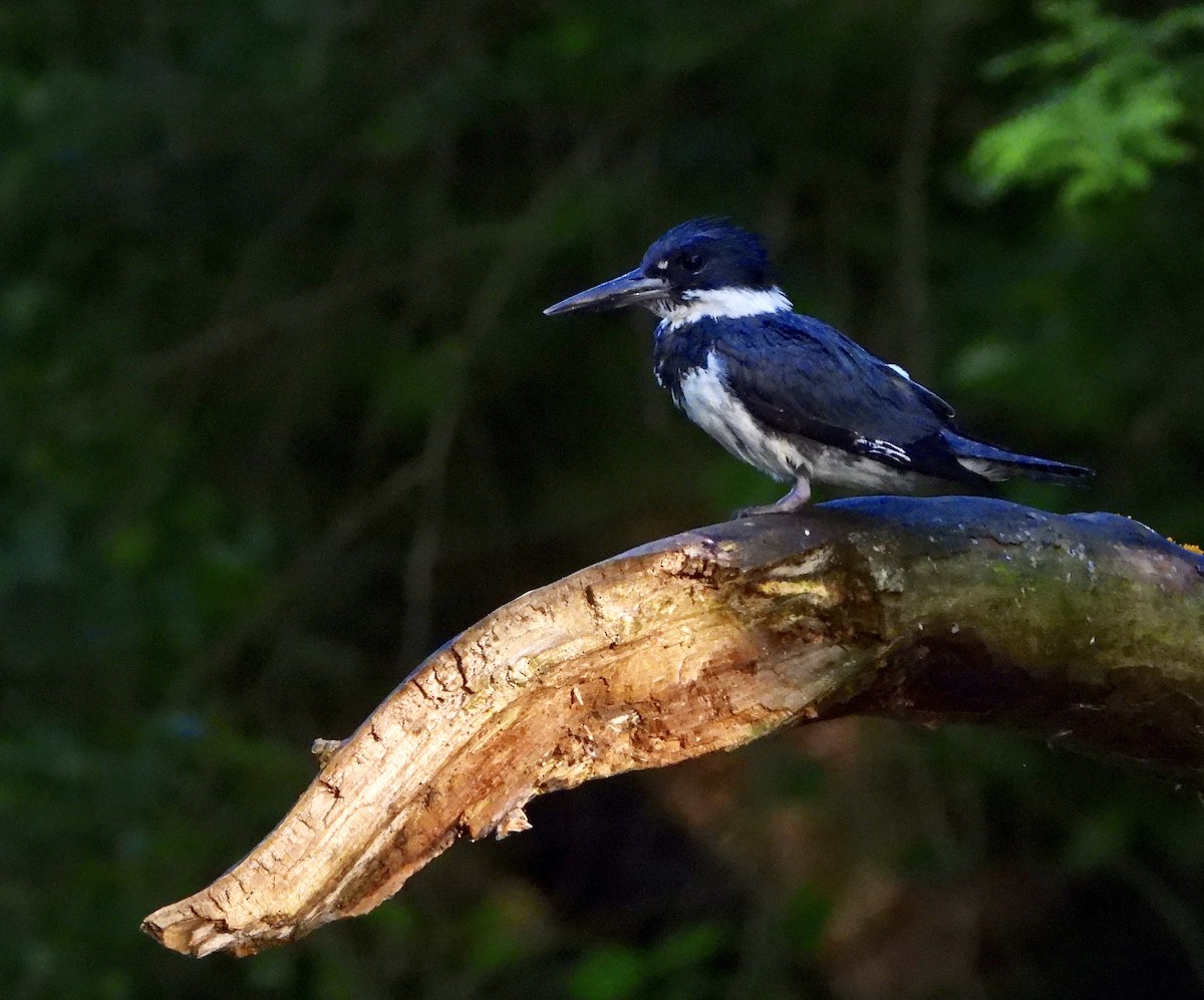 Belted Kingfisher - ML162932361