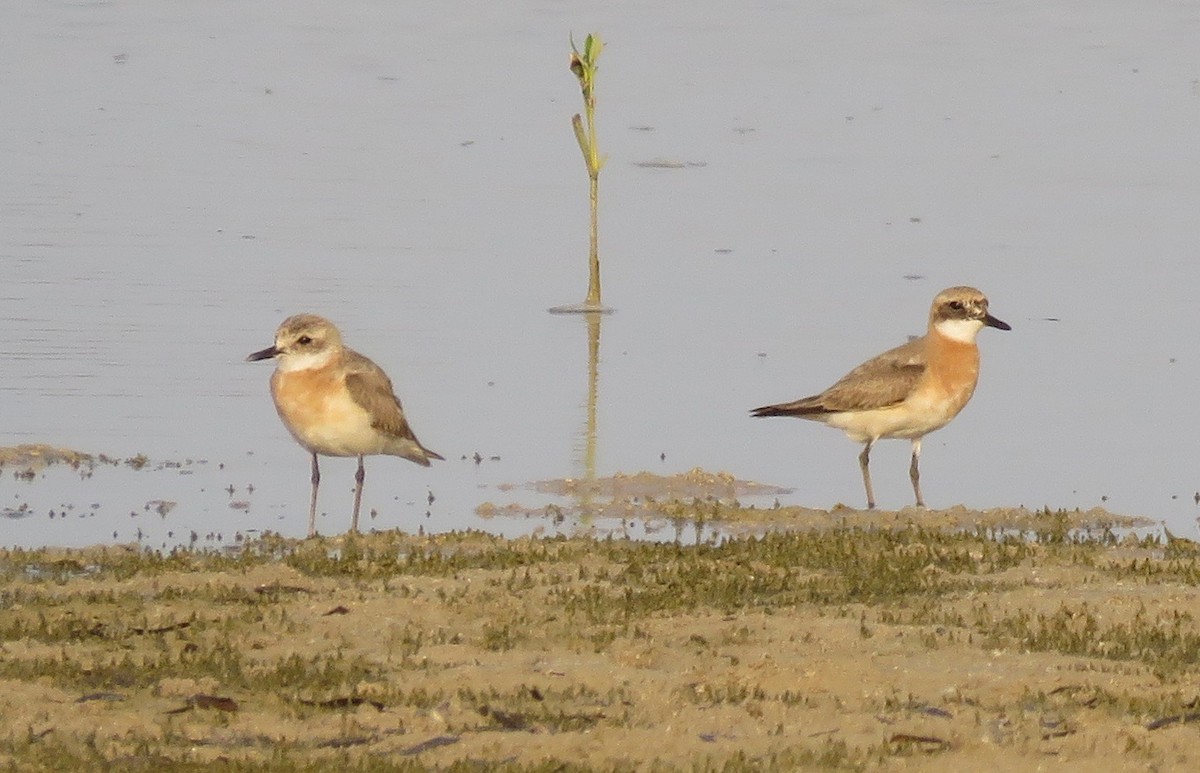 Greater Sand-Plover - Brian James