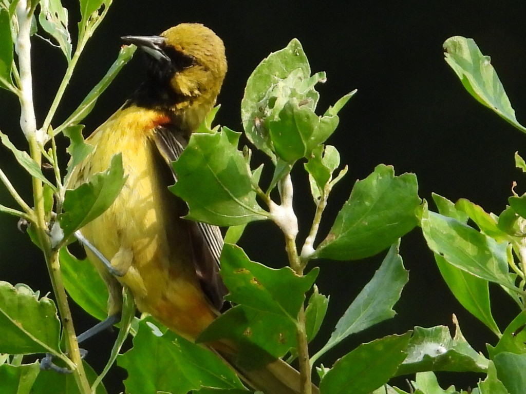 Orchard Oriole - Kent Millham