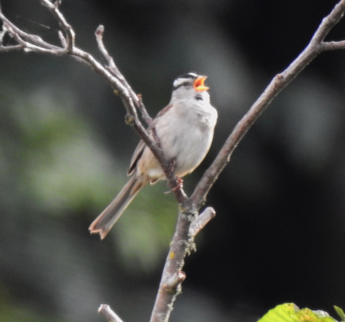 White-crowned Sparrow - David True