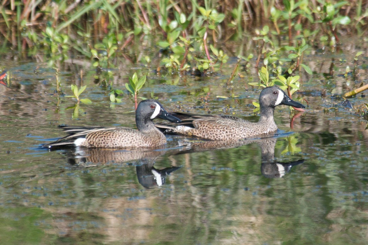 Blue-winged Teal - ML162934941