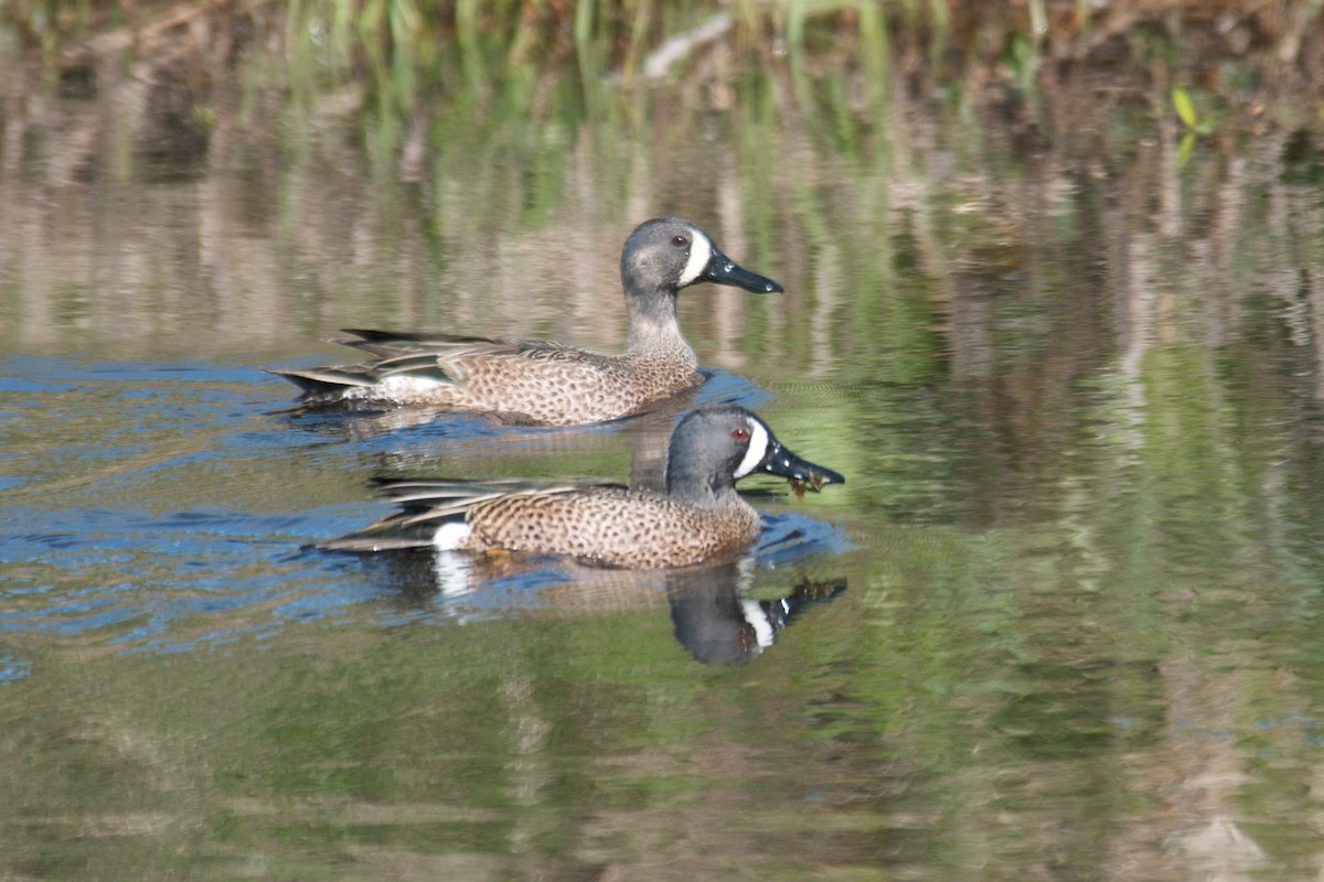 Blue-winged Teal - ML162934951