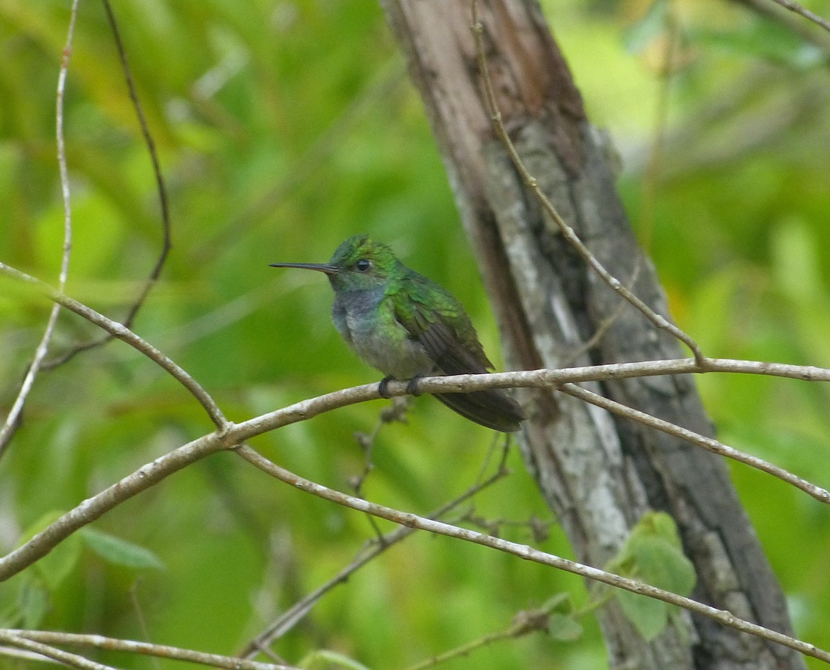 Blue-chested Hummingbird - William Rockey
