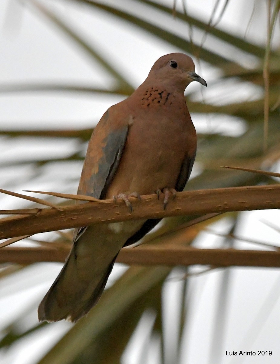 Laughing Dove - Luis Arinto