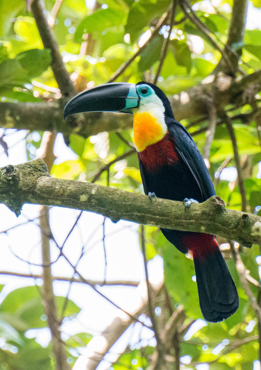 Channel-billed Toucan - William Stephens