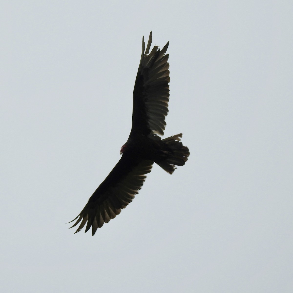 Turkey Vulture - ML162942401