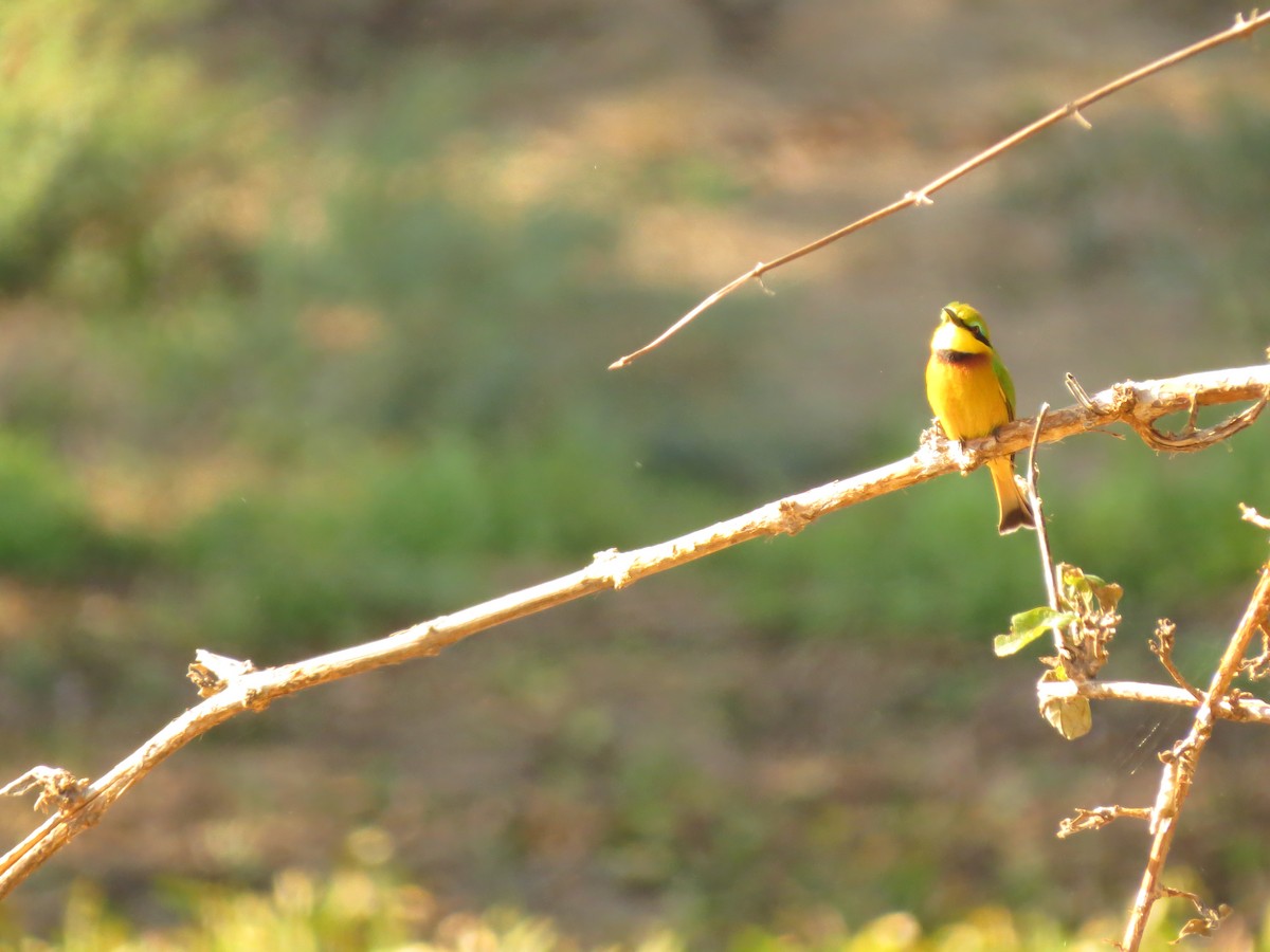 Little Bee-eater - ML162942471