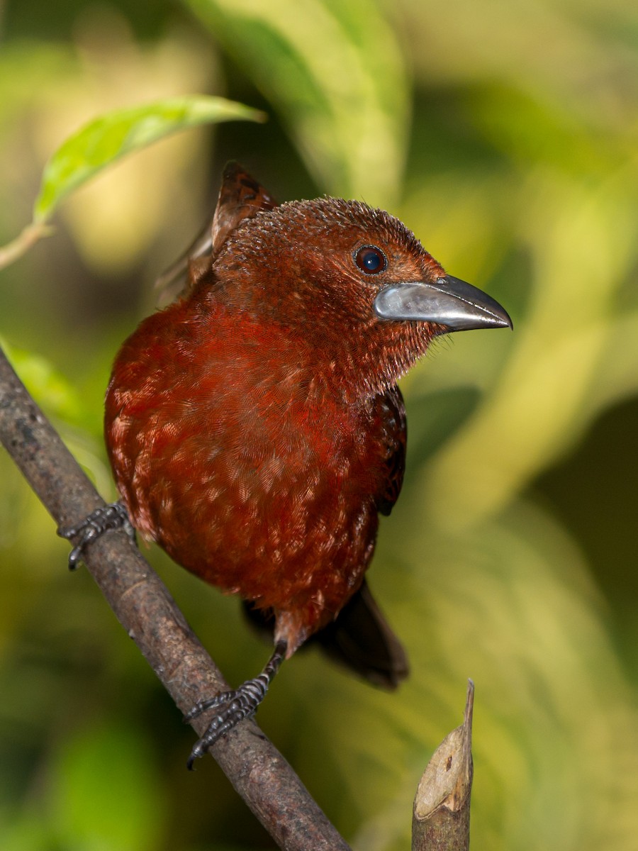 Silver-beaked Tanager - ML162944051