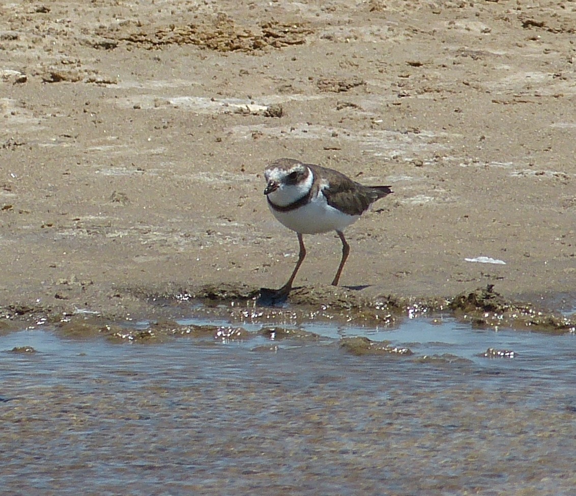 Collared Plover - ML162944741