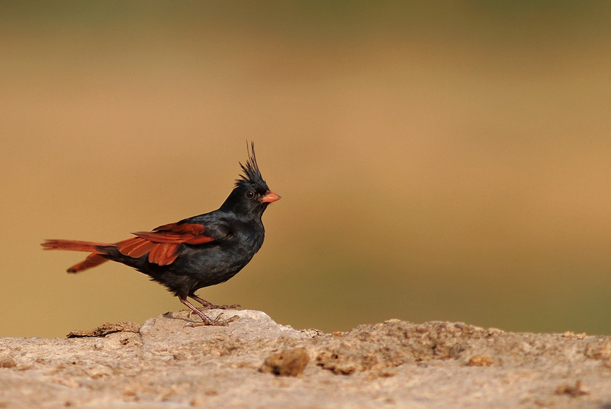 Crested Bunting - ML162947651