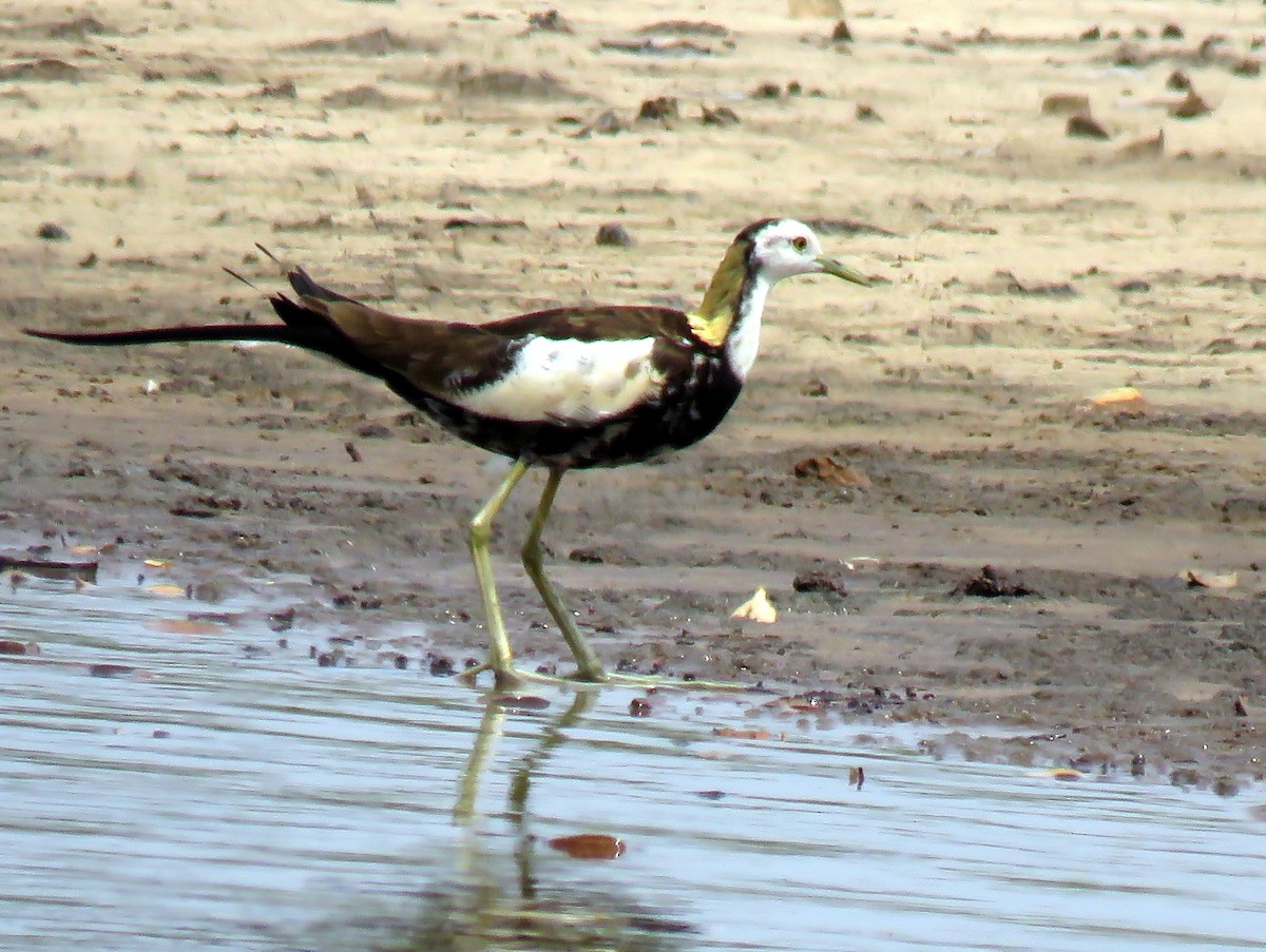 Pheasant-tailed Jacana - sasidharan manekkara
