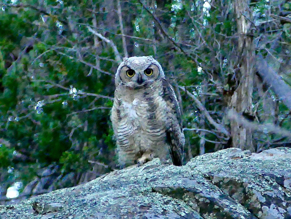 Great Horned Owl - Jon (JC) Curd