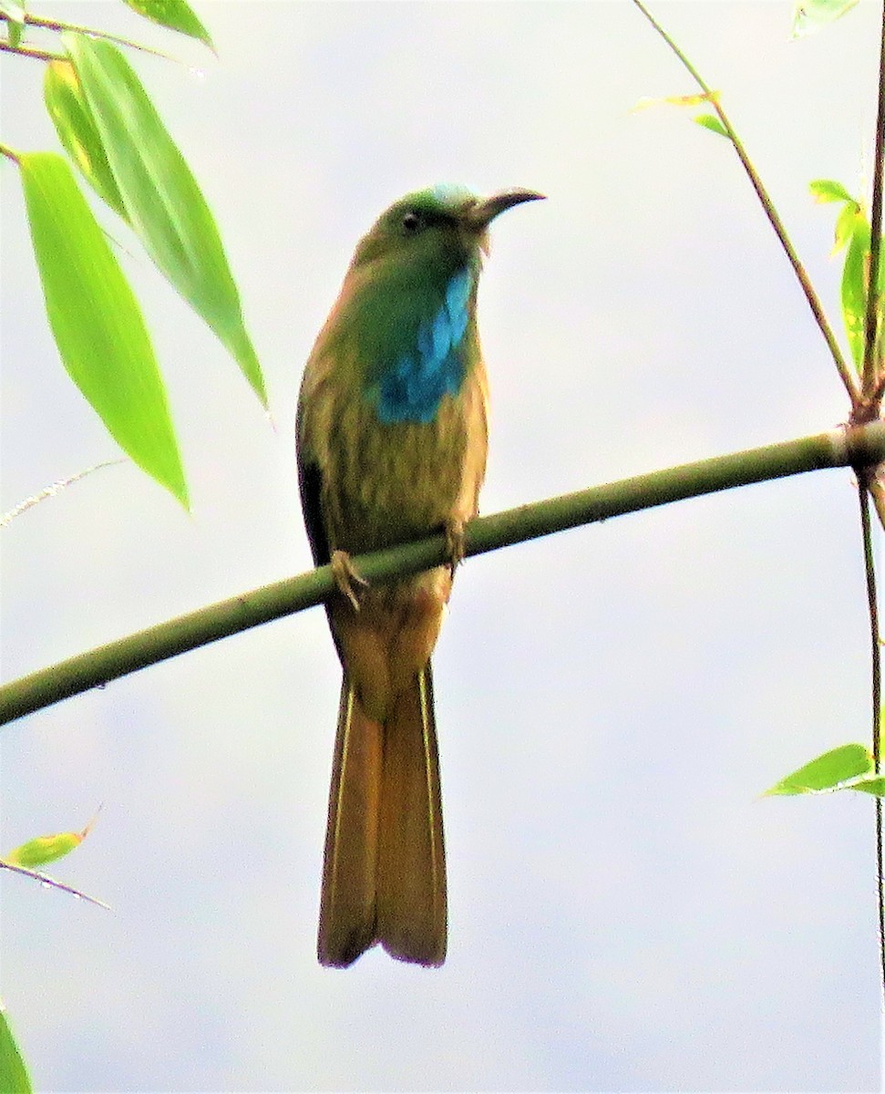 Blue-bearded Bee-eater - Carmelo de Dios