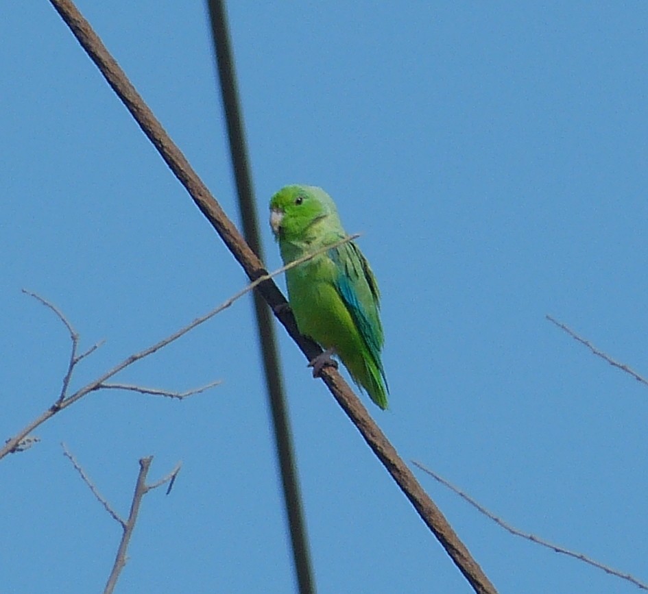 Green-rumped Parrotlet - William Rockey