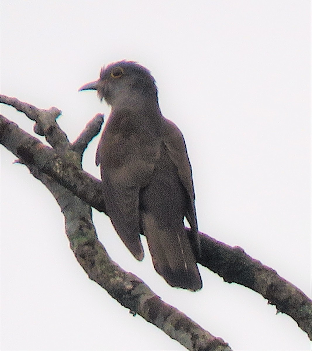 Indian Cuckoo - Carmelo de Dios