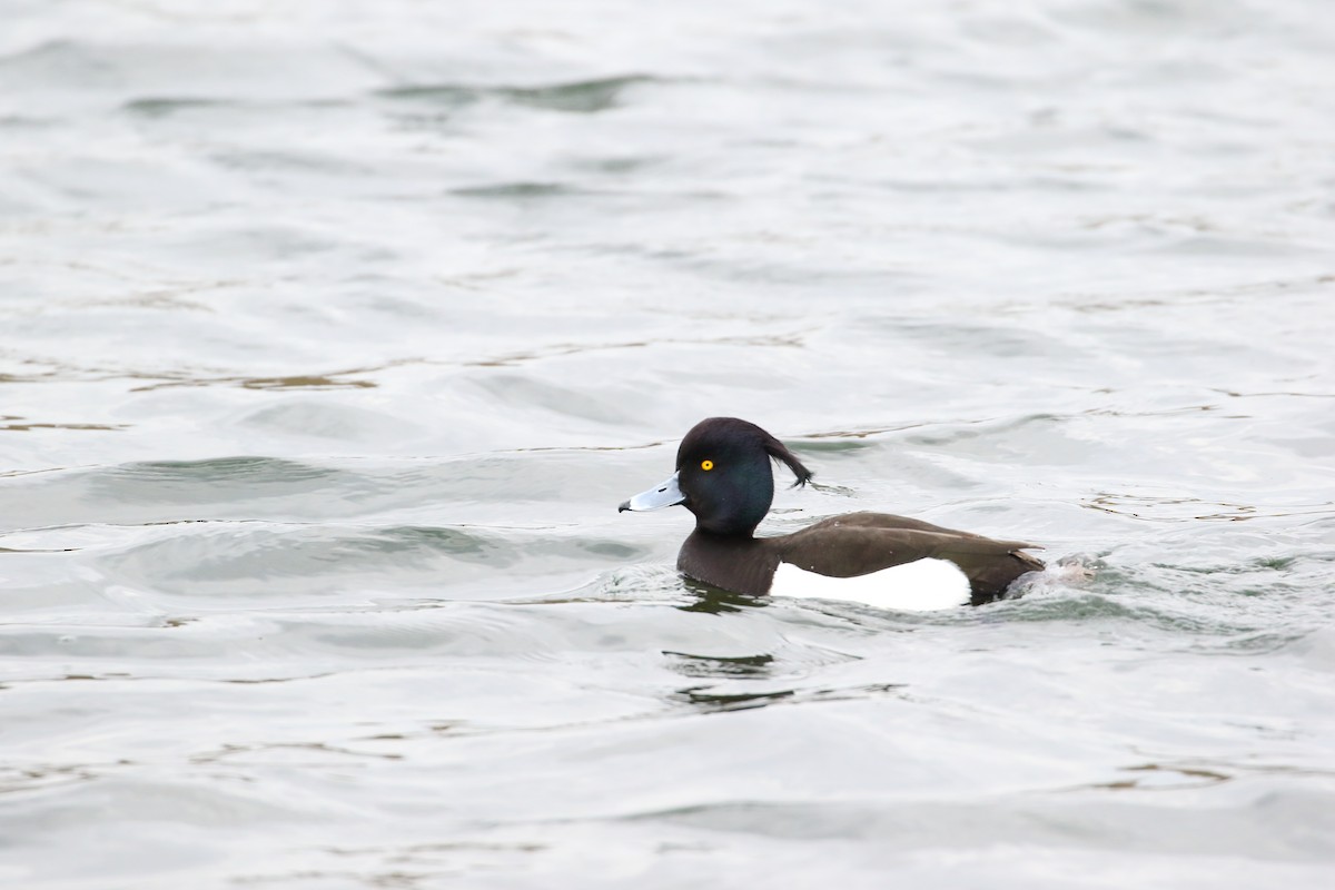 Tufted Duck - ML162949721